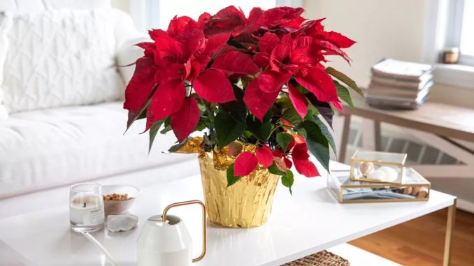 Garden fundraiser Auburn Bay Community Garden Christmas Fundraiser